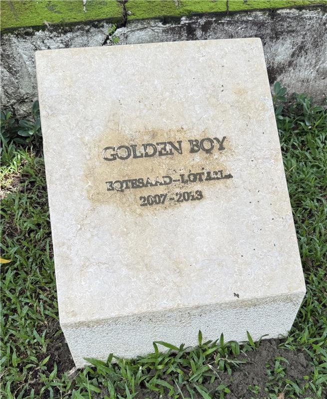 Golden-Boy-tarja